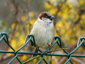 House Sparrow