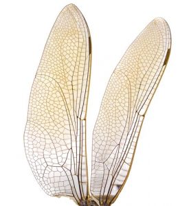 insect-wings