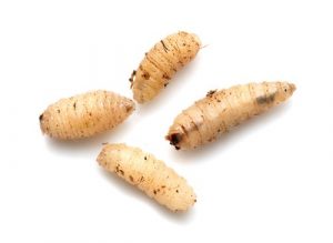 maggots