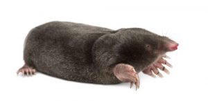 mole