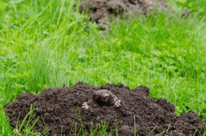 mole-holes