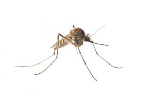 mosquito