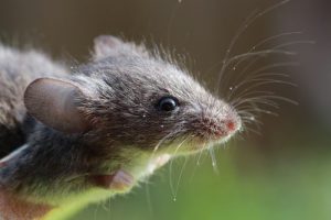 mouse