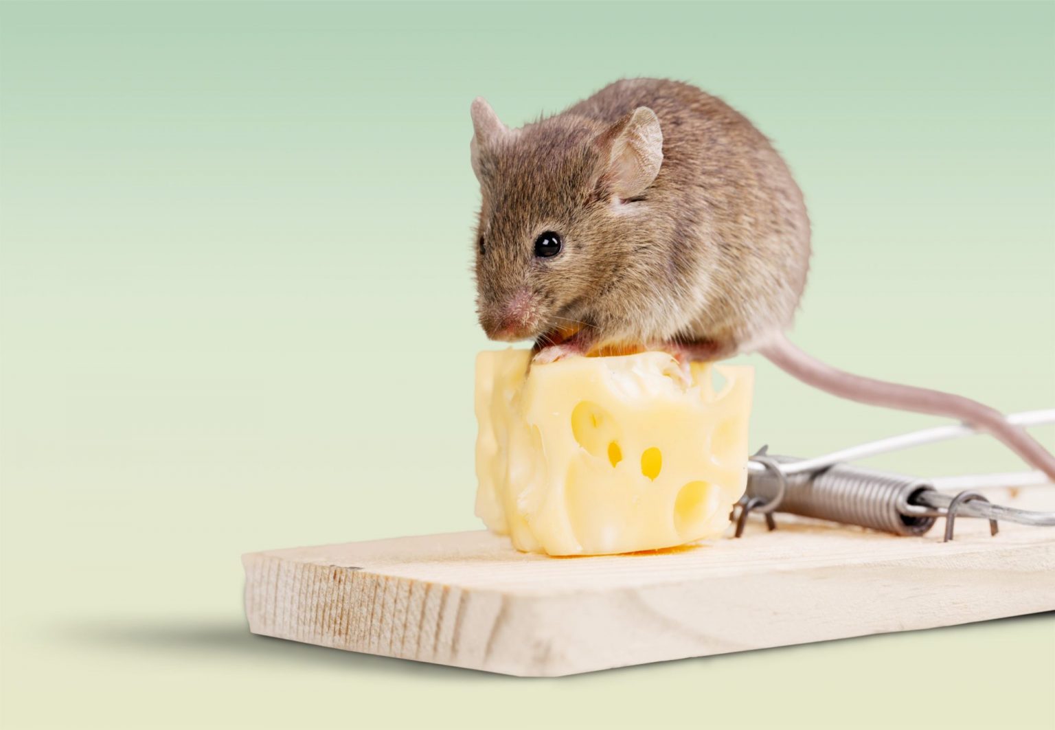 GOT MICE IN YOUR HOUSE? | Colonial Pest Control
