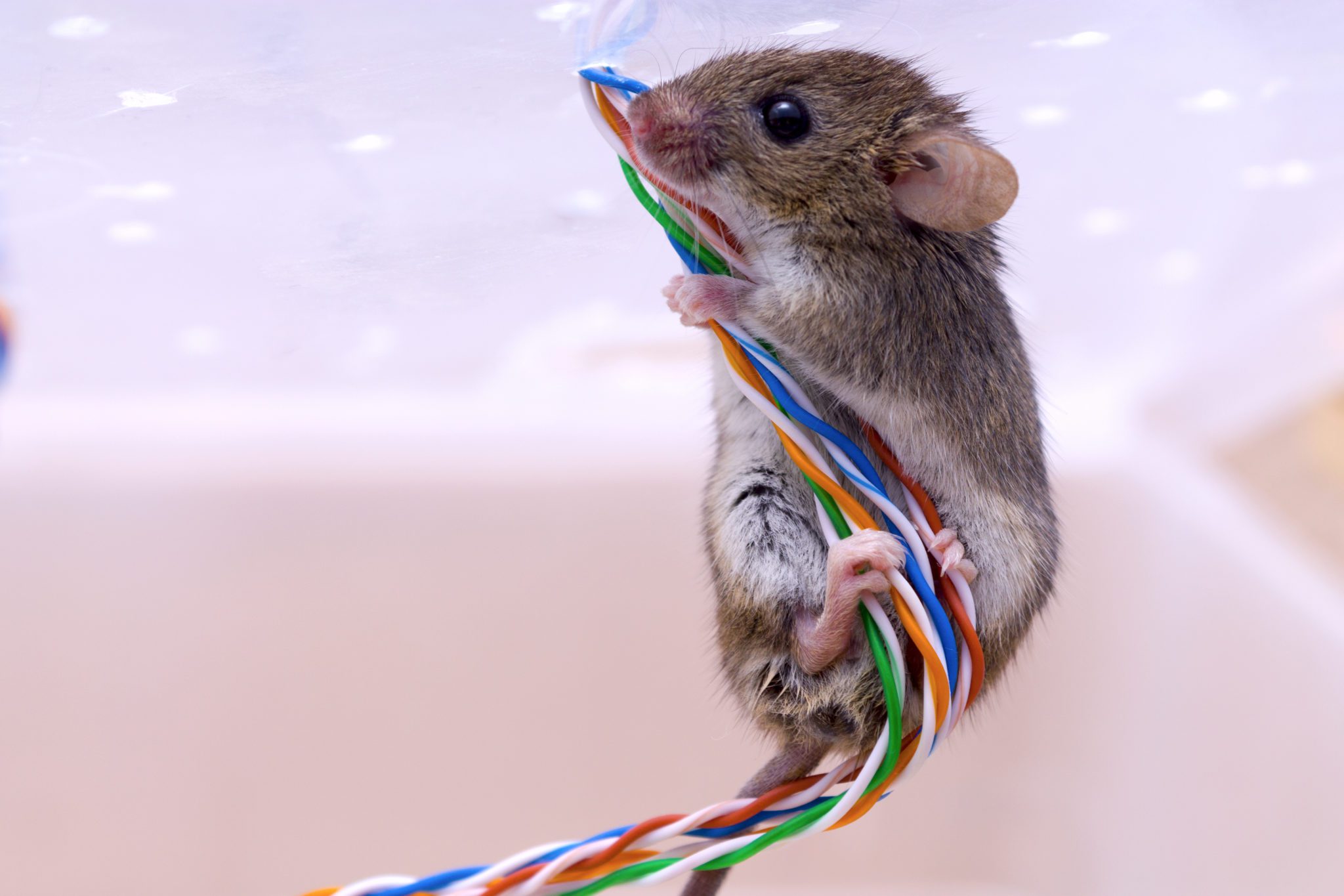 Rodent control for house mice