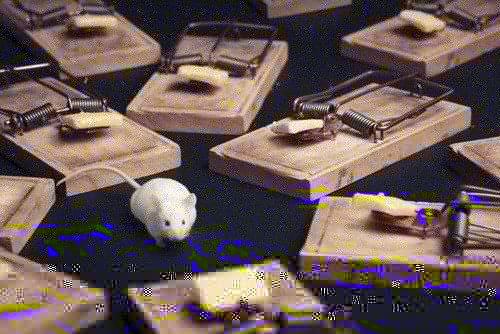 Mouse trap set up in attic