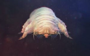 parasite