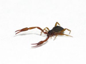 pseudoscorpion