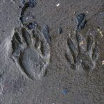 raccoon tracks in the mud