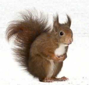 red-squirrel