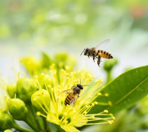 bees