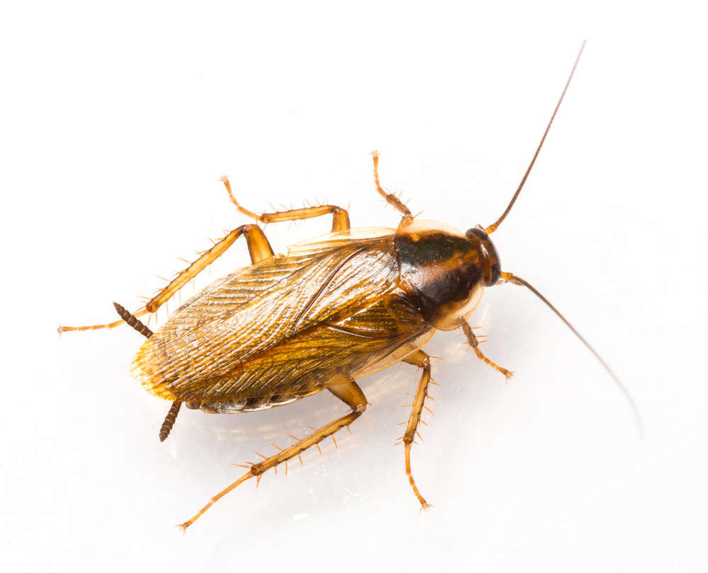 cockroach control is needed for German cockroaches like this