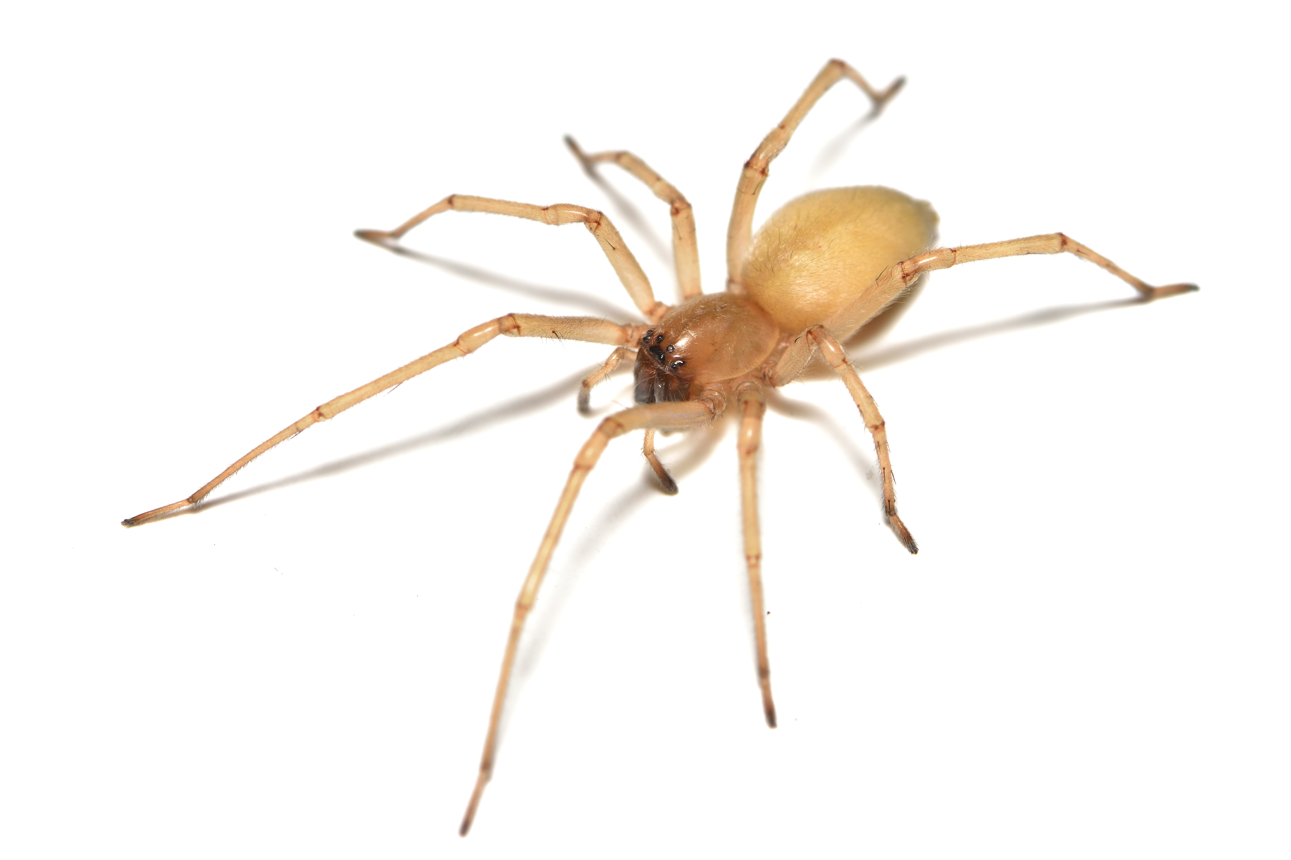 Yellow Sac Spider, Spider extermination