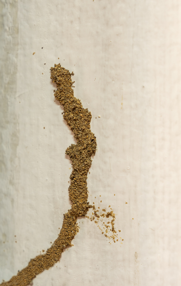 home inspections reveal termite shelter tubes