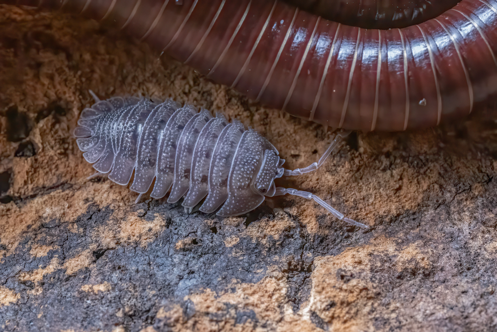 seasonal invaders AKA occasional invaders sowbug pillbug