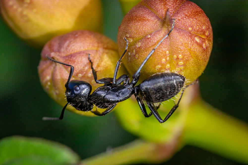 Large black carpenter ants
