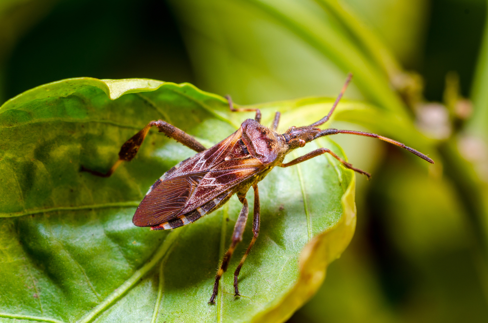 seasonal invaders AKA occasional invaders Western Conifer Seed Bugs