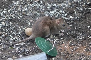 Rodent Prevention tip: Remove bird seed feeder to prevent rats and mice