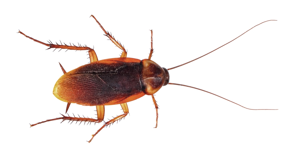 american cockroach