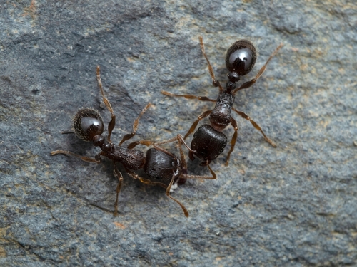 A pair of pavement ants outside