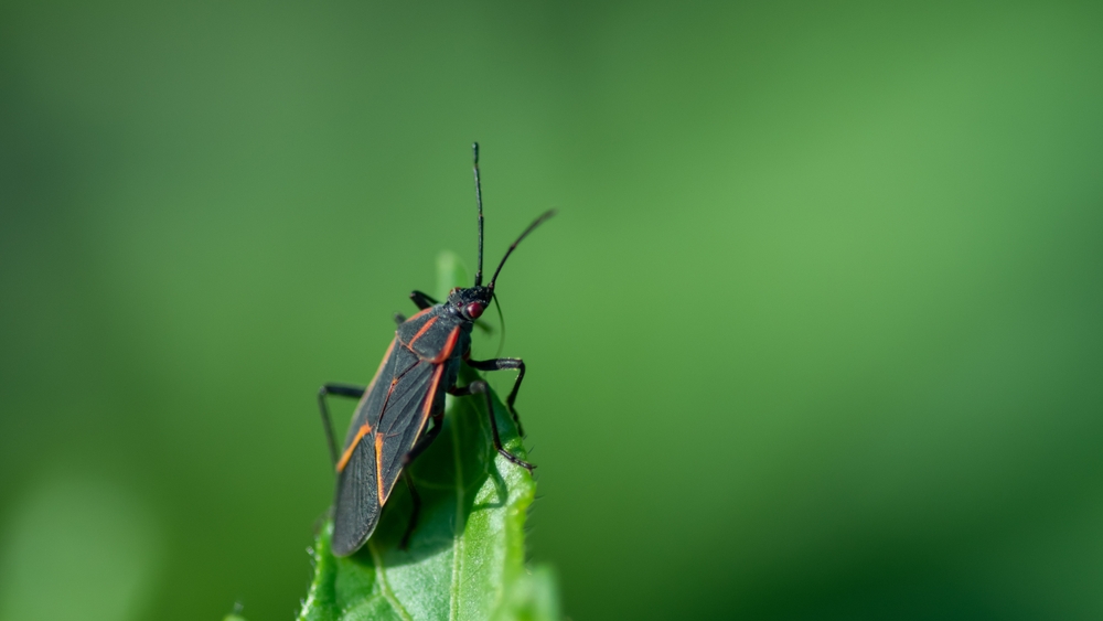 seasonal invaders AKA occasional invaders boxelder bug
