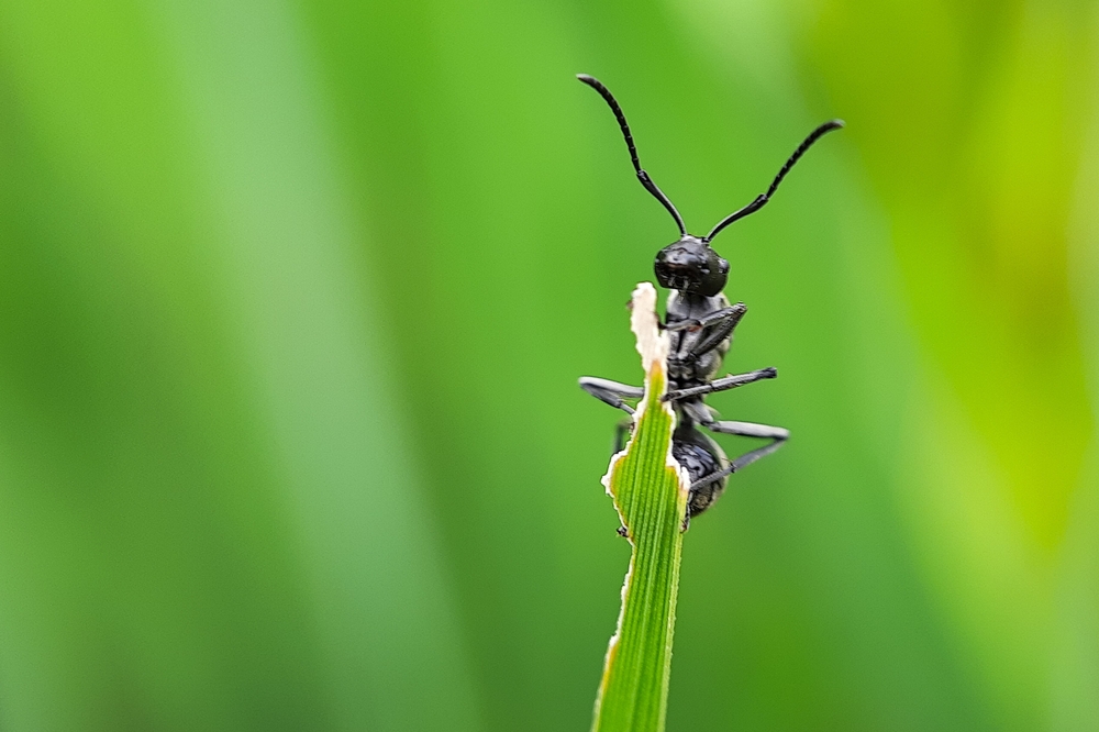 Carpenter Ants on grass or leaf
