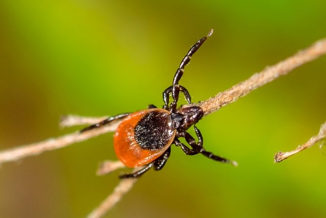 Ticks, Deer tick, Black legged tick, tick control service