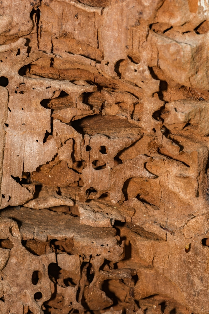 carpenter ants damaged wood