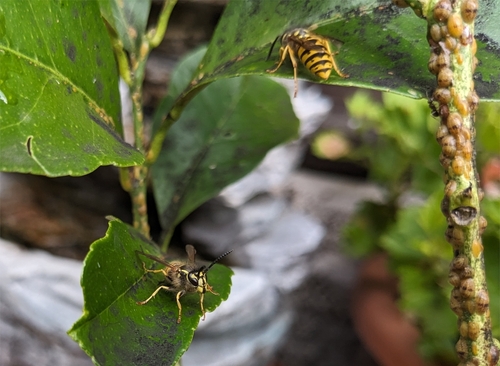 wasp