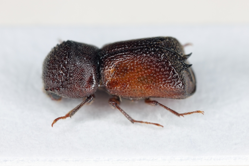 powder post beetle flare PPB