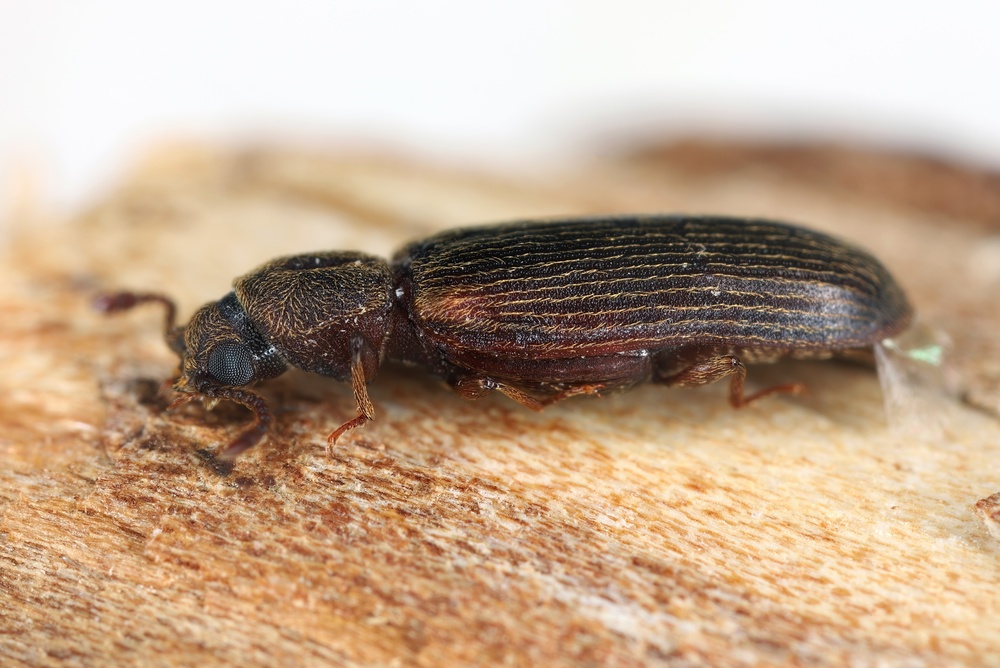 Powder Post Beetles Lyctids