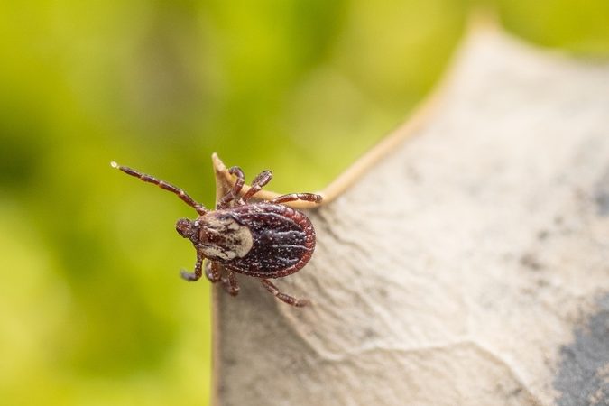 American dog tick questing on leaf