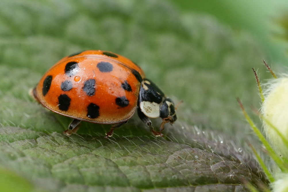 seasonal invaders AKA occasional invaders ladybugs AKA multicolored asian lady beetle
