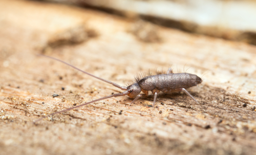 springtail