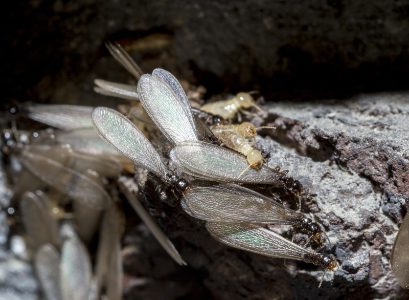 subterranean termite workers and swarmers