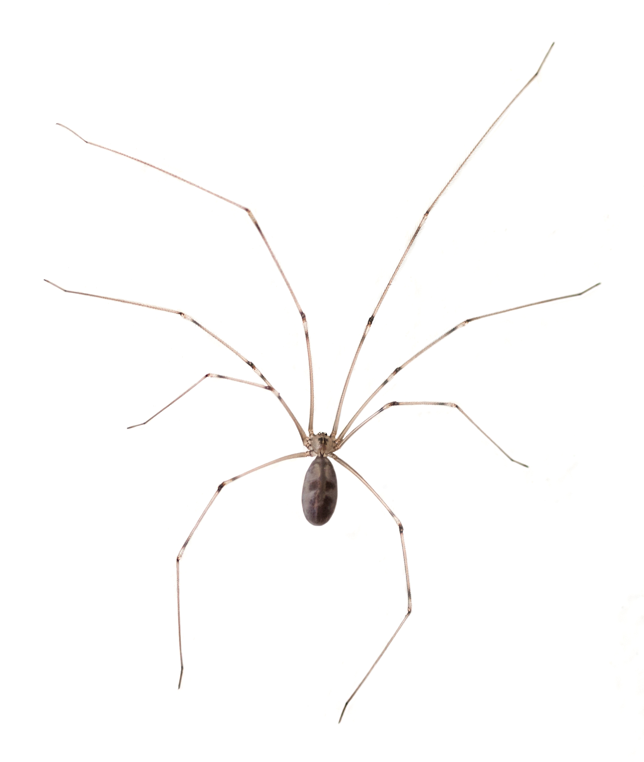 spiders, Cellar Spider, Cellar spider control