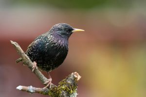 starling