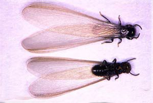 subterranean termites on dye paper