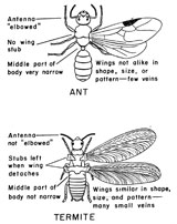 How to tell winged ants and termites apart Colonial Pest Control Termites Ants