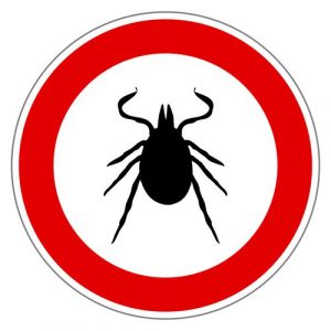 tick