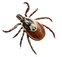 Tick Black legged deer tick