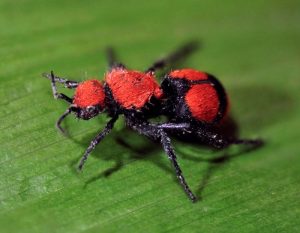 velvet-ant