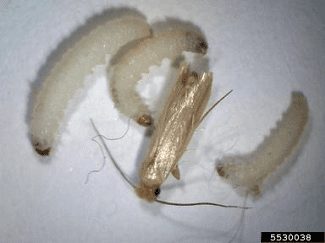 Webbing clothes moths and larvae