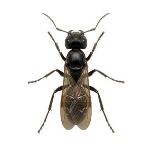 winged carpenter ant